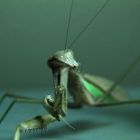 Chinese Mantis (Tenodera sinensis)