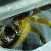 Orange Baboon Tarantula (Pterinochilus murinus)