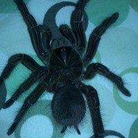 t stirmi?