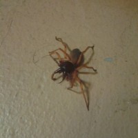 ID this spider please?