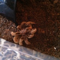 Zelda the Grammostola rosea eating two crickets at once