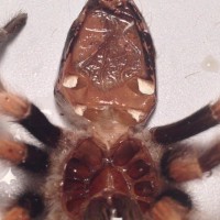 Smithi molt