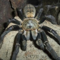 Haplopelma hainanum