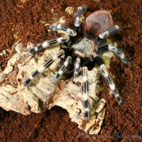 Female N. Chromatus