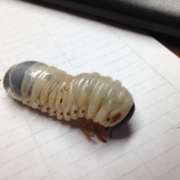 Beetle Larva