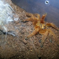 My obt Starfire