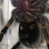 Same B. smithi 2.5"