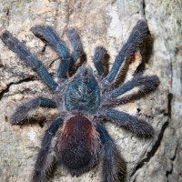 Avicularia avicularia