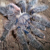 Avicularia urticans