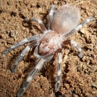 Nhandu chromatus