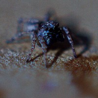 Salticidae sp.