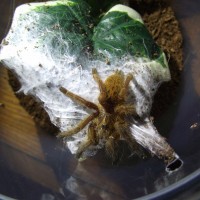 P. murinus