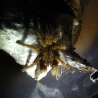 P. murinus