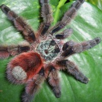 Avicularia versicolor