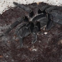 Haplopelma sp.