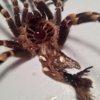 4.5" A. geniculata Brazilian White Knee