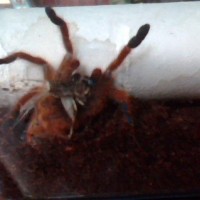 OBT Eating