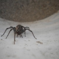 Desert Funnel Weaver Spider (Agelenopsis Aperta)