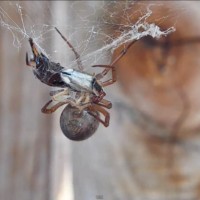 The False Widow Spider (Steatoda Grossa)