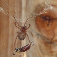 The False Widow Spider (Steatoda Grossa)