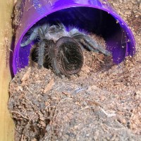 B.albopilosum first time feeding