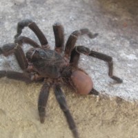 "Acanthoscurria natalensis" ?