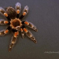 B. Smithi