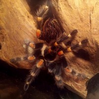 B. smithi