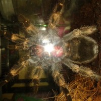 male or fem? b.smithi. tnx.