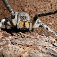 Burrowing Wolf Spider