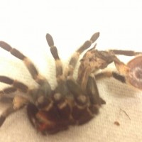 she ruined her molt. can anyone still ID her?