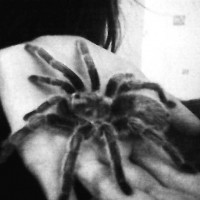 shelob