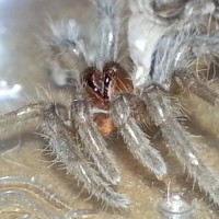 Fizgig (B. albo) freshly molted