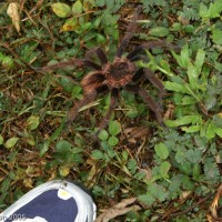 giant Panamanian tarantula