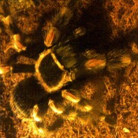 brachypelma smithi