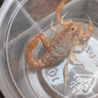scorpions!