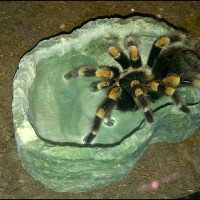 brachypelma smithi