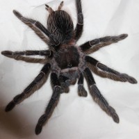 Lasiodora difficilis