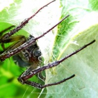 Araneus sp. male