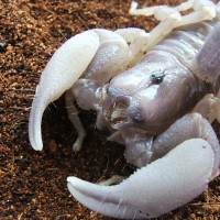 swammers molted face