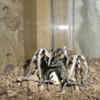 wolf spider eating fishing spider