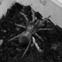 Lasiodora klugi baby