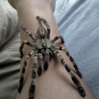 poecilotheria