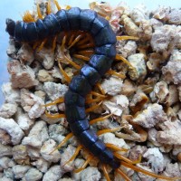 philippines yellow-leg centipede