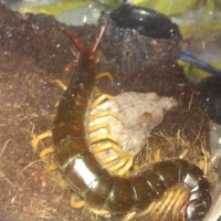 veitnam Giant centipede