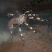 A. geniculata