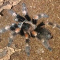 Maya my B.smithi