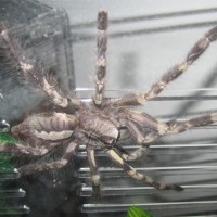 Poecilotheria regalis