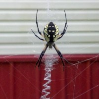 awesome spider