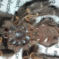 G. pulchripes